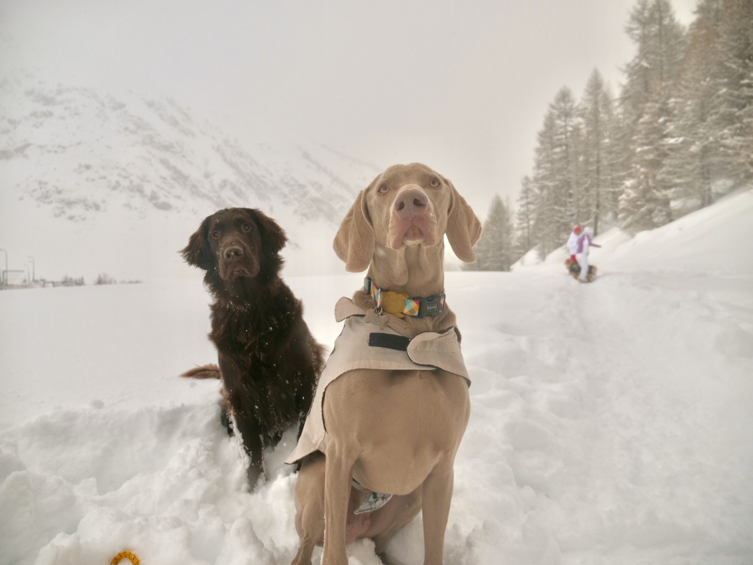 Honden mee op ski vakantie