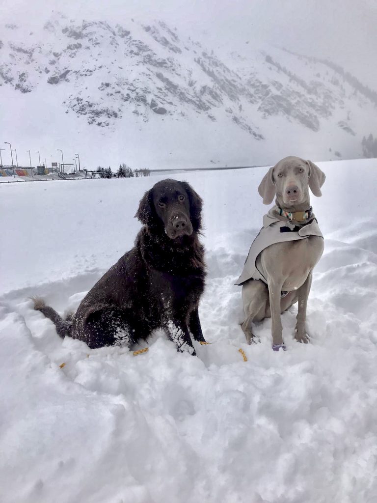 Honden in sneeuw